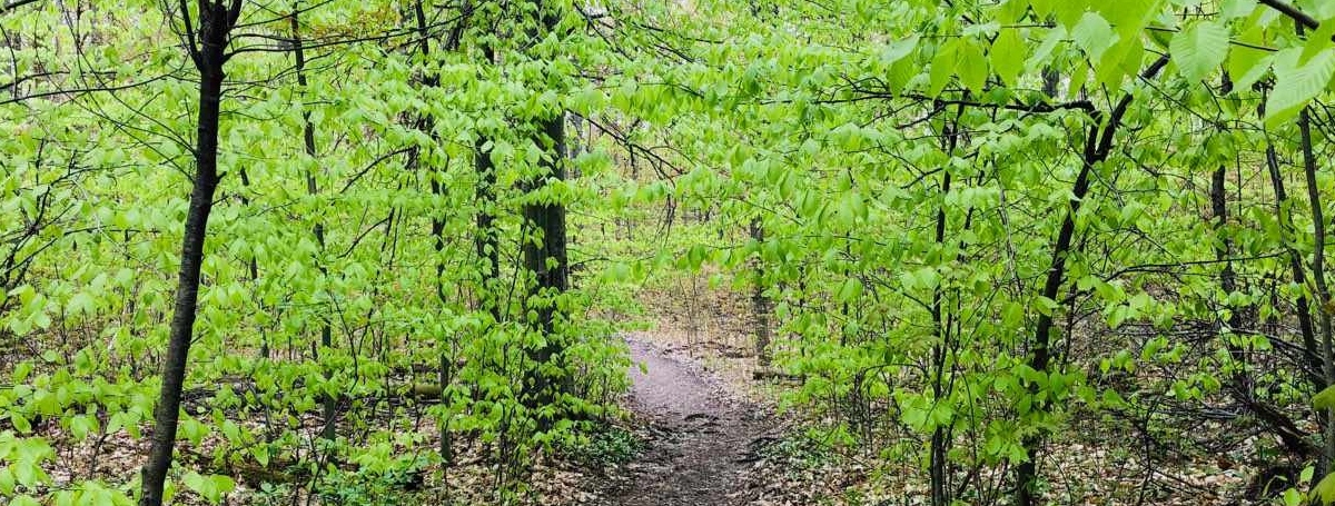 Photo of a forest